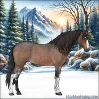 Horse Color:White Spotted Bay Roan