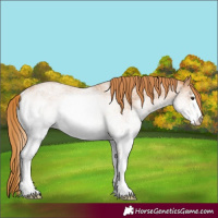 Horse Color:White Spotted Red Roan 