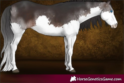 Horse Color:Brown Splash