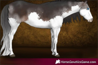 Horse Color:Brown Splash
