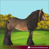 Horse Color:Buckskin 