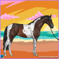 Horse Color:Bay Tobiano 