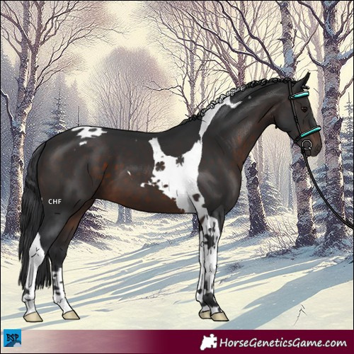 Horse Color:Brown Tobiano 