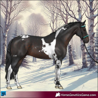 Horse Color:Brown Tobiano 