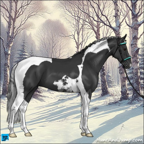 Horse Color:Black Tobiano 