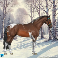 Horse Color:Brown Tobiano 