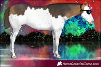 Horse Color:Buckskin Splash 