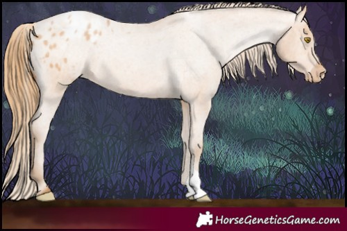 Horse Color:Bay Roan Pearl Appaloosa 