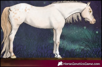 Horse Color:Bay Roan Pearl Appaloosa 