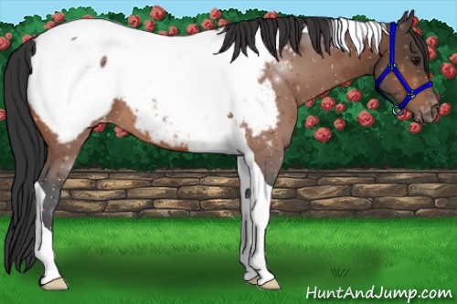 Horse Color:Bay Tobiano Appaloosa 