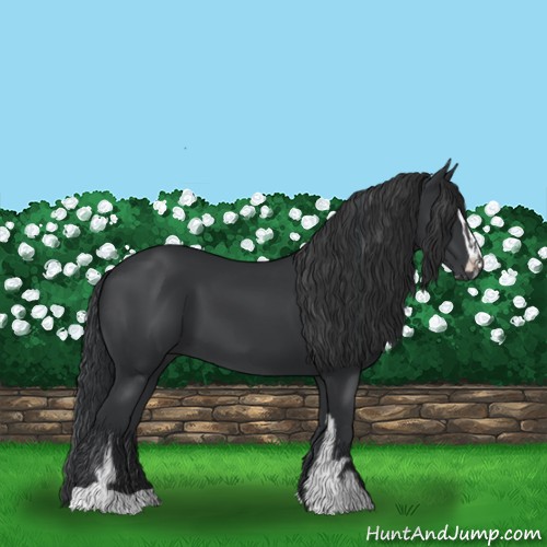 Horse Color:Black Sabino 