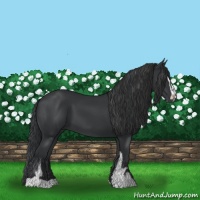 Horse Color:Black Sabino