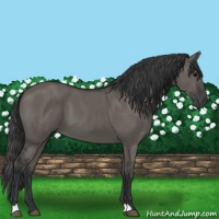 Horse Color:Grullo