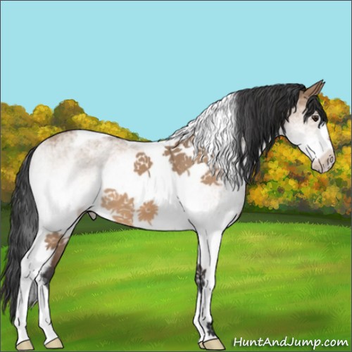 Horse Color:White Spotted Bay Dun Tobiano 