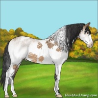 Horse Color:White Spotted Bay Dun Tobiano