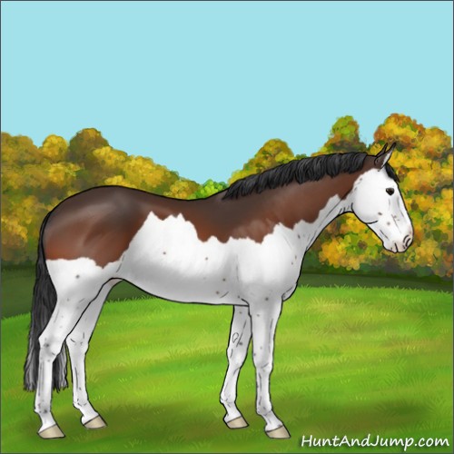 Horse Color:Bay Splash 
