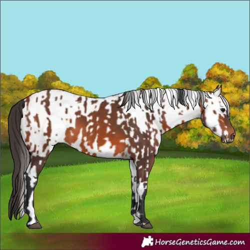 Horse Color:Bay Rabicano  and White Spotted Bay Rabicano 
