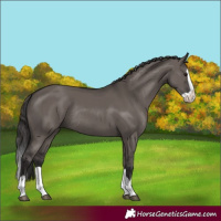 Horse Color:Smoky Grullo Splash Rabicano 