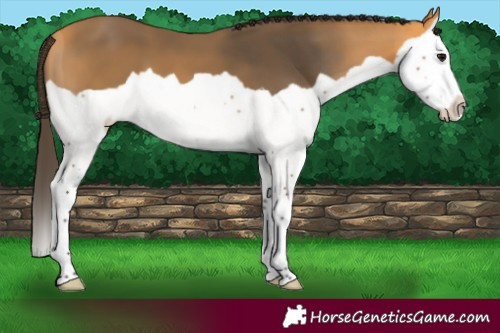 Horse Color:Buckskin Splash 