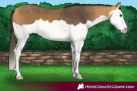 Horse Color:Buckskin Splash 