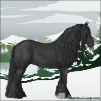 Horse Color:Black and Black