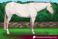 Horse Color:Red Dun Roan Appaloosa 