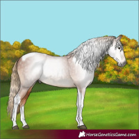 Horse Color:Gray Chestnut Tobiano