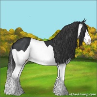 Horse Color:Black Splash