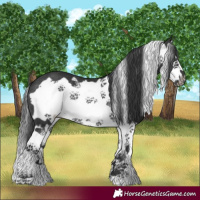 Horse Color:Black Splash Frame Rabicano