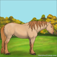 Horse Color:Red Dun
