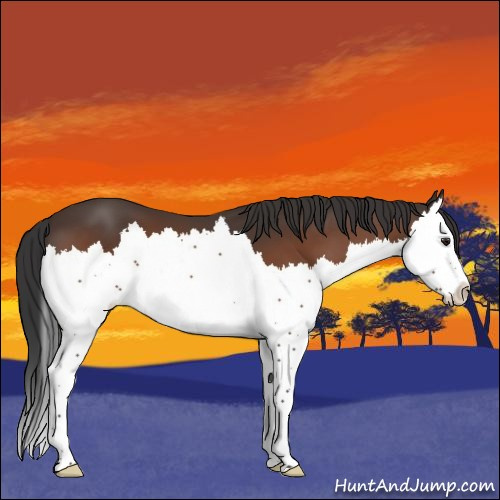 Horse Color:Brown Splash 
