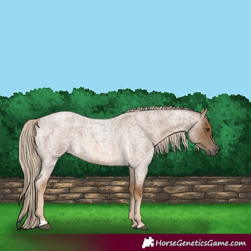 Horse Color:Chocolate Palomino Roan 