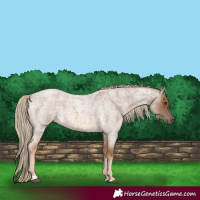 Horse Color:Chocolate Palomino Roan 