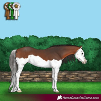 Horse Color:Bay Splash 