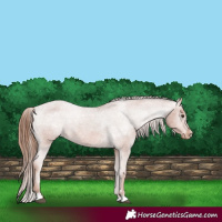 Horse Color:Chestnut Appaloosa 