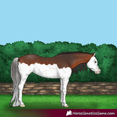 Horse Color:Bay Splash
