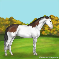 Horse Color:Bay Splash 