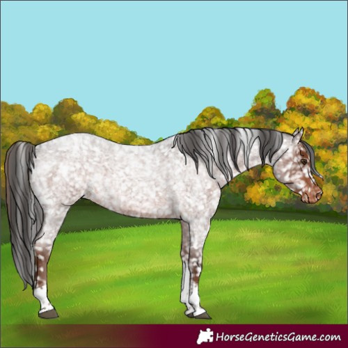 Horse Color:Liver Red Roan Tobiano Appaloosa Rabicano 