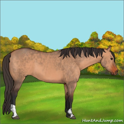 Horse Color:Bay Dun  and Bay Dun 