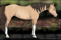 Horse Color:Amber Champagne Rabicano 