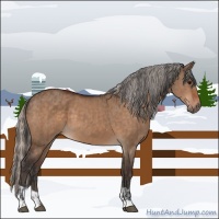 Horse Color:Bay Dun  and Silver Bay Dun 