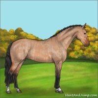 Horse Color:Bay Dun  and Bay Dun 