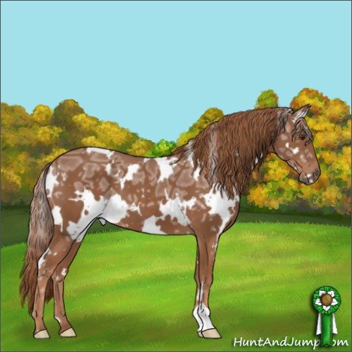 Horse Color:White Spotted Chestnut Ice