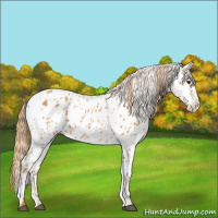 Horse Color:Chestnut Near Leopard 