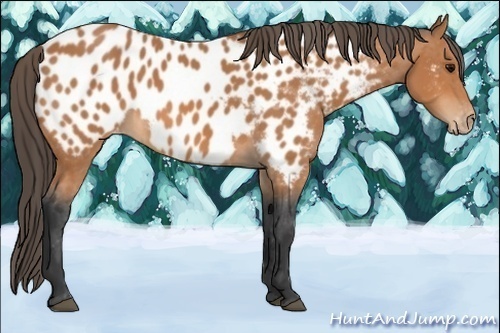 Horse Color:Bay Appaloosa 