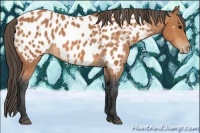 Horse Color:Bay Appaloosa 