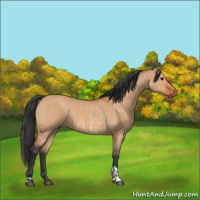 Horse Color:Bay Dun  and Bay Dun 