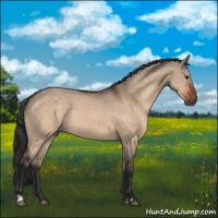 Horse Color:Bay Dun  and Bay Dun Rabicano 