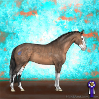 Horse Color:Brown Dun  and Brown Dun Splash 