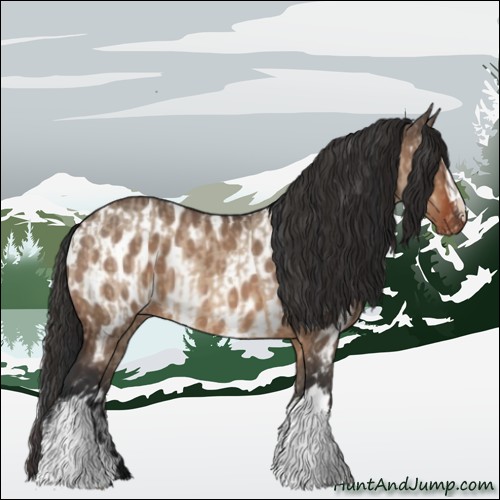 Horse Color:Bay Dun and Bay Dun Near Leopard